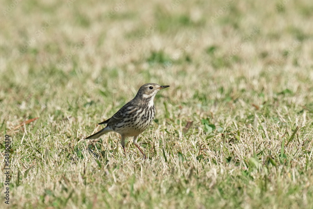 buff bellied pipit in a field buff bellied pipit in a field