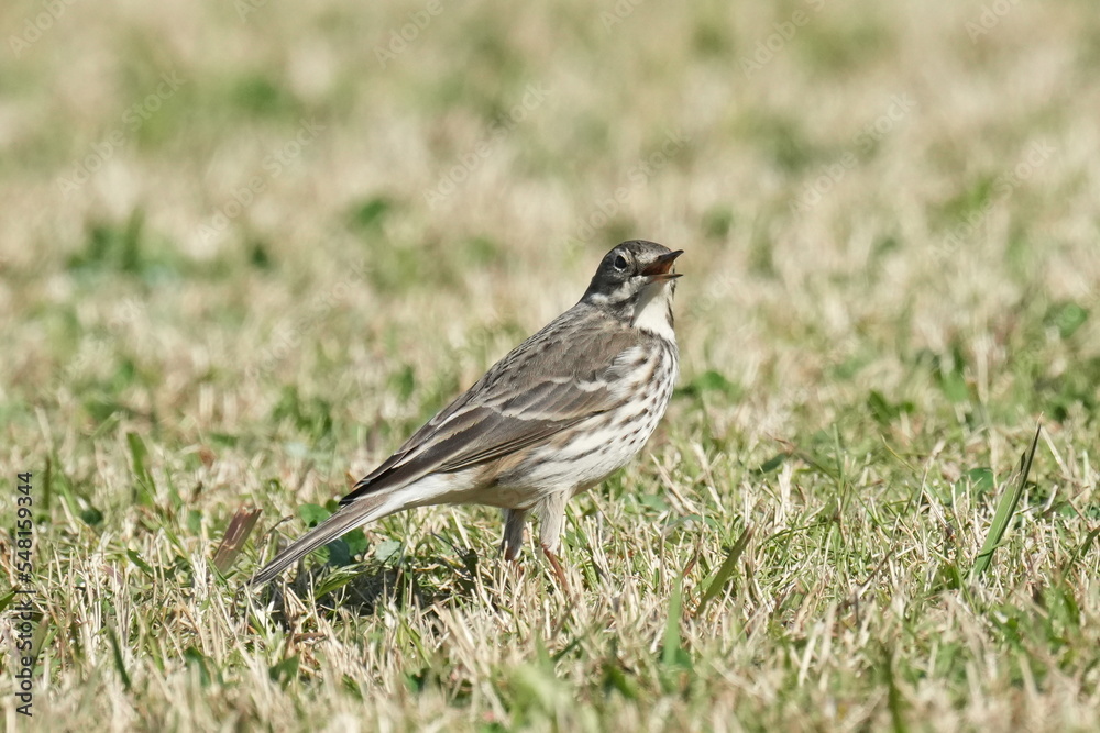 buff bellied pipit in a field buff bellied pipit in a field