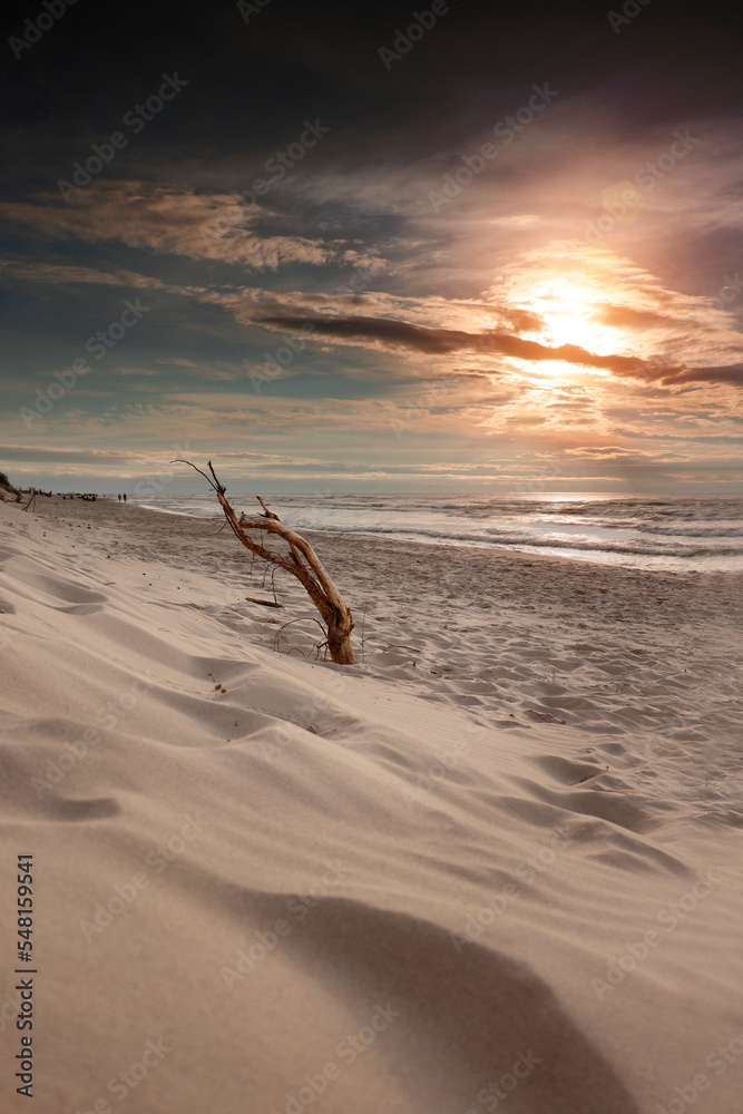 Konar drzewa wystający z piasków plaży - obrazy, fototapety, plakaty 