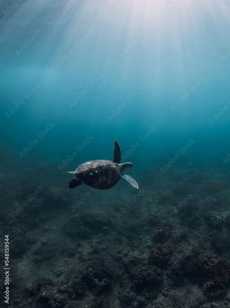 Obraz premium Green sea turtle glides in ocean. Turtle underwater in sea
