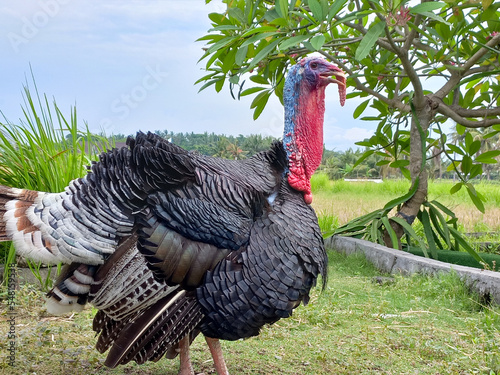 Turkey cock in the field photo