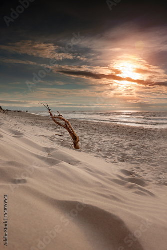 Konar drzewa wystający z piasków plaży
