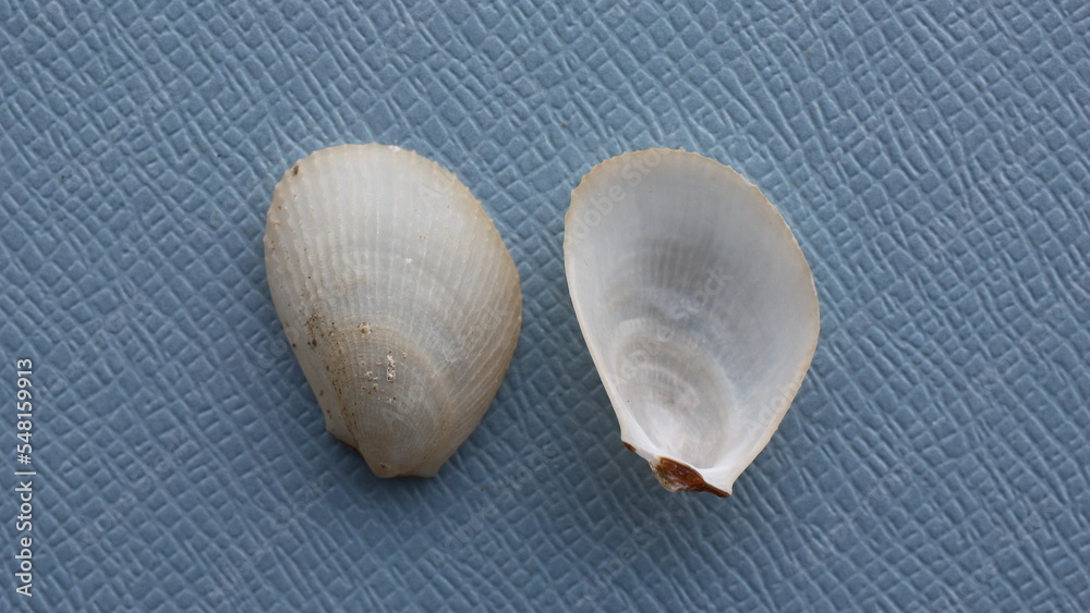 Naklejka premium Seashell of bivalve mollusc fle shell or inflated fileclam, inflated lima (Limaria tuberculata) on a blue background. Place of find: Aegean Sea, Greece, Thasos island