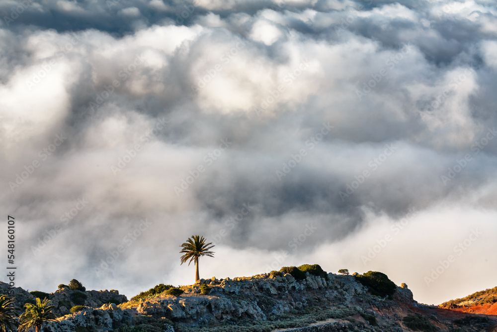 Above the clouds at the isle of La Gomera; Palm tree against a sea of clouds above the ocean