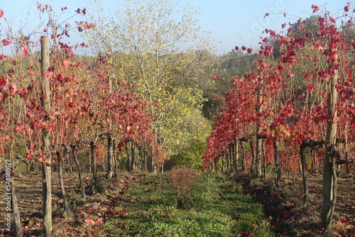 vitigno di lambrusco delle colline di castelvetro di modena in autunno
