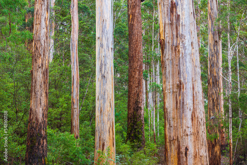 Eucalyptus forest with Karri trees (Eucalyptus diversicolor), Western Australia 