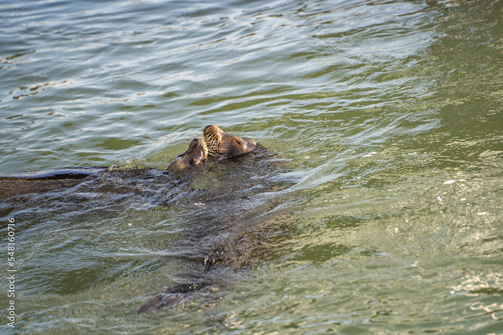 Obraz premium Pair of sea lions swim in the water and kiss.