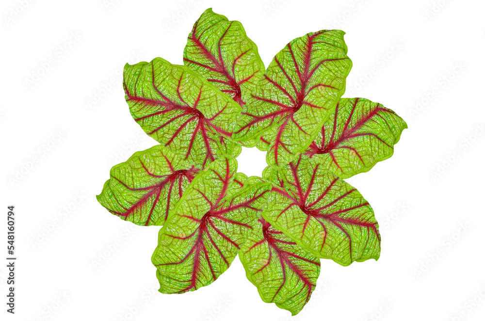 Beautiful Caladium bicolor Beautiful Caladium bicolor