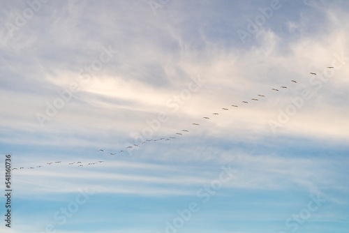 Great colony of Brown Pelicans flying in the blue sky. 