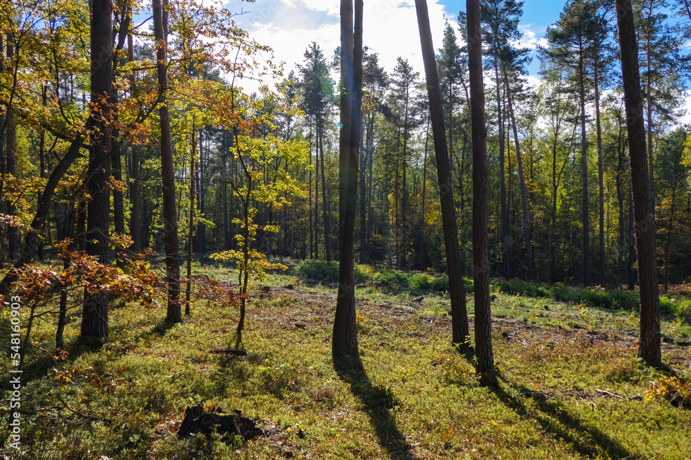 Fototapeta premium krajobraz jesiennego lasu