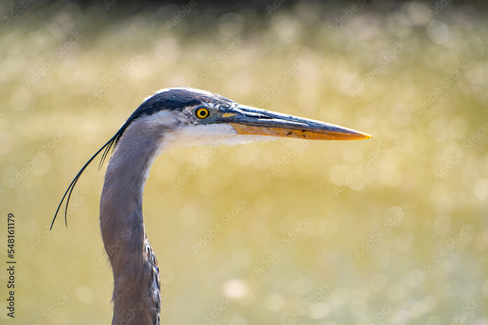 Portrait of Great blue heron (Ardea cinerea) Portrait of Great blue heron (Ardea cinerea)