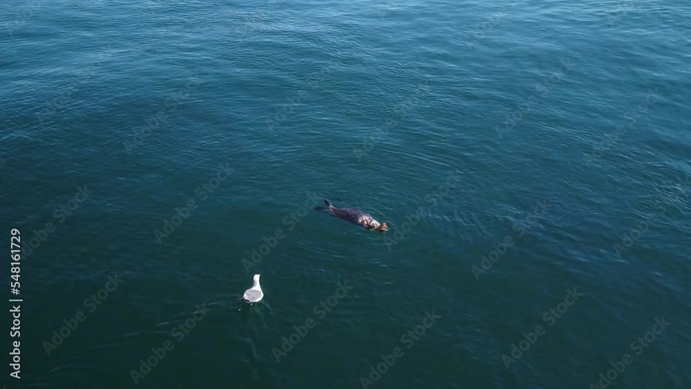 Gimbal close-up shot of a seagull harassing and stealing a crab from a sea otter feeding in the water in Monterey, California. 4K Gimbal close-up shot of a seagull harassing and stealing a crab from a sea otter feeding in the water in Monterey, California. 4K