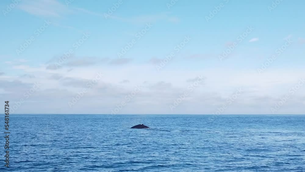 Gimbal wide shot of humpback whales breaching and diving in the ocean off the coast of Monterey, California. 4K cropped in. Gimbal wide shot of humpback whales breaching and diving in the ocean off the coast of Monterey, California. 4K cropped in.