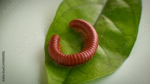 Millipedes on green leaves. Red millipede in defensive coil on a green leaf photo