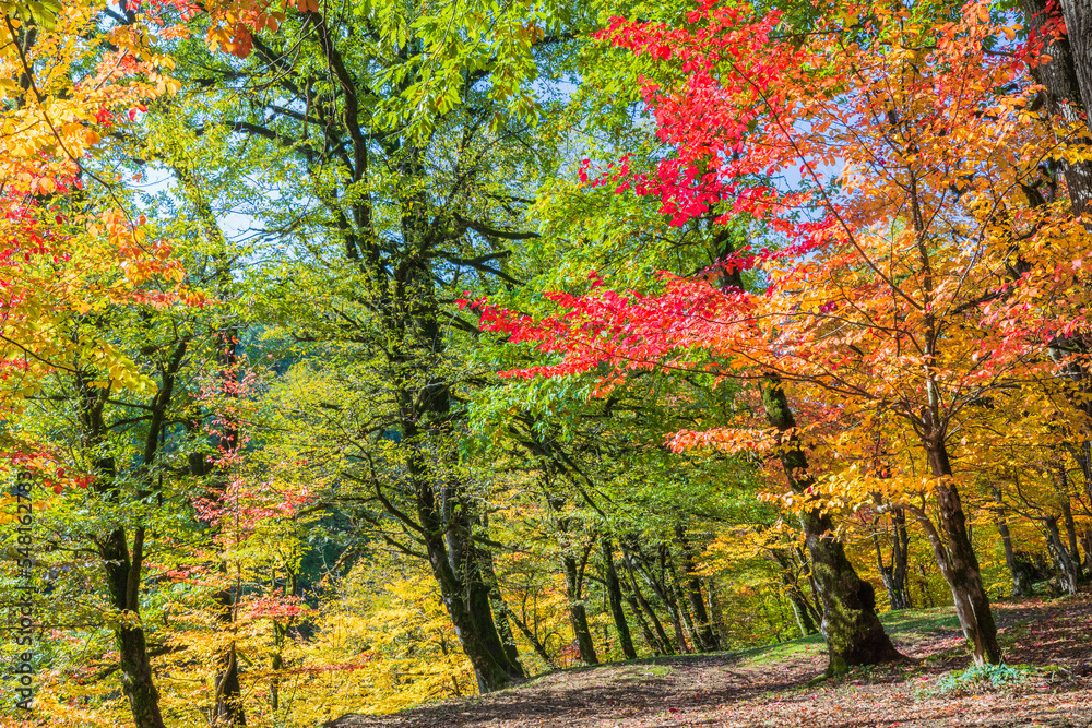 Autumn forest colors in Azerbaijan