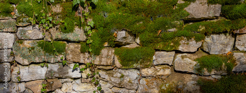 Wide panorama of old natural stone wall covered with green moss and ivy for natural background
