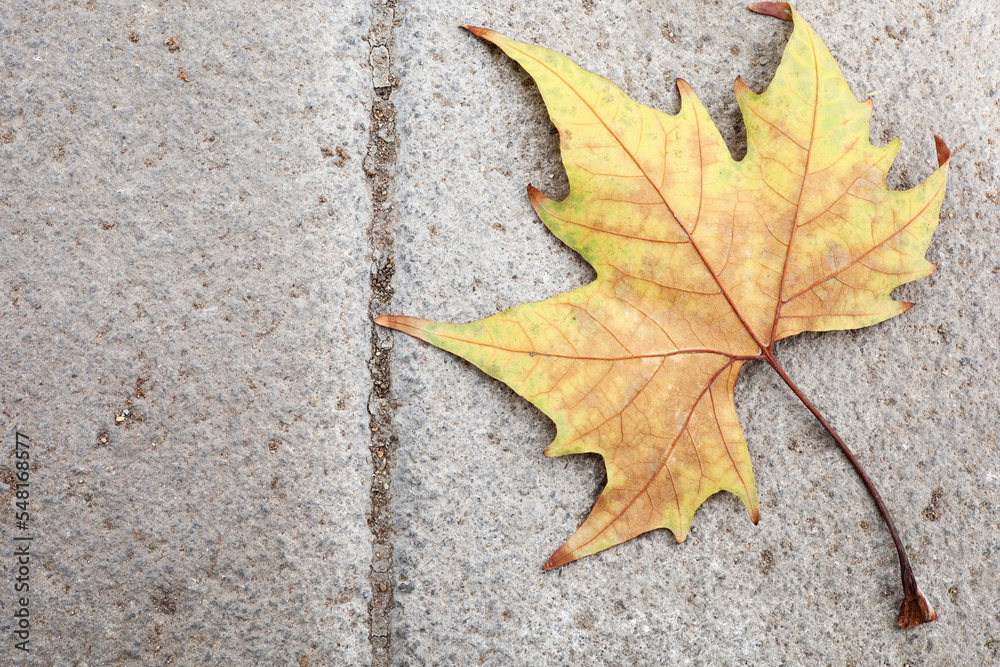 autumn maple leaf on the stone autumn maple leaf on the stone