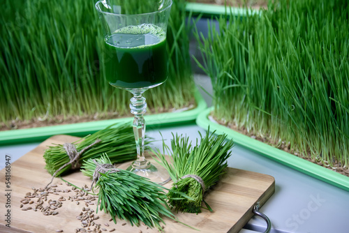 Bright photo healthy nutritious drink in glass against on farm. Filled with green vitrgrass juice glass stands between bunches greenery against background substrates with thick wheatgrass.  photo