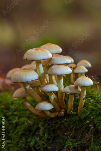 Schwefel Büschel Pilze - Hypholoma Faszikuläre