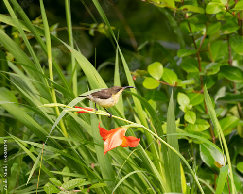 Female Loten's sunbird perched on a plant in the garden