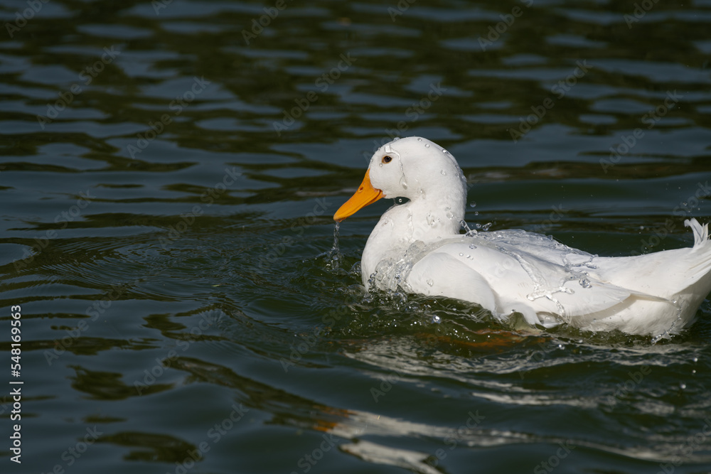 White duck splashing water on back White duck splashing water on back
