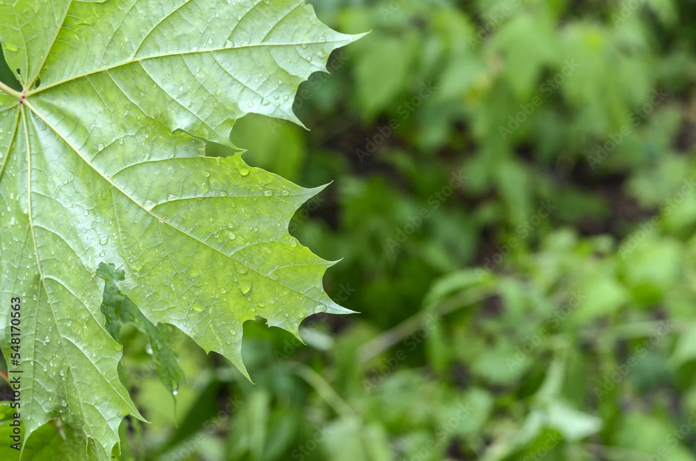 Maple leaf with raindrops on blurred green background Maple leaf with raindrops on blurred green background