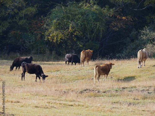 Fototapeta Naklejka Na Ścianę i Meble -  放牧されているジャージ牛たち