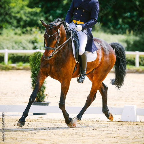 Dressage horse with rider in tournament, photographed at a trot with rider in tails..