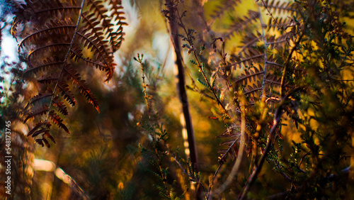 Macro de feuilles de fougère sauvages, photographiées pendant le crépuscule © Anthony