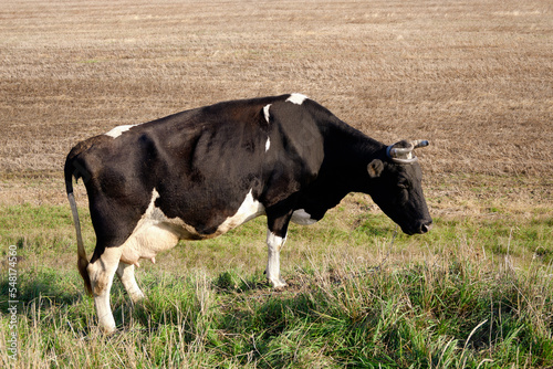 Cow in the pasture