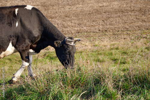 Cow in the pasture