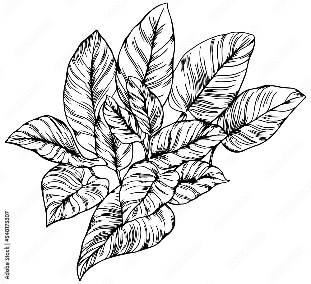 Tropical leaf. Hand drawn illustration isolated on white.