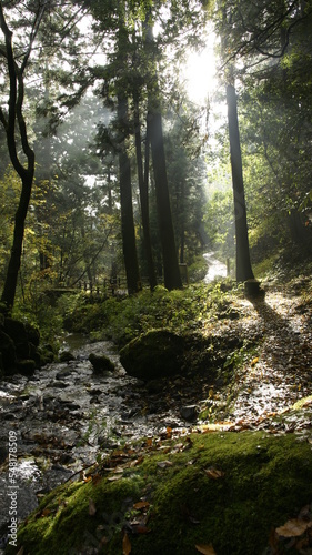 in the forest after the rain