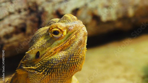 agama brodata on blue background photo