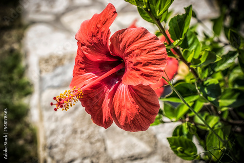 A close up photo of a red hibiscus flower in Greece photo