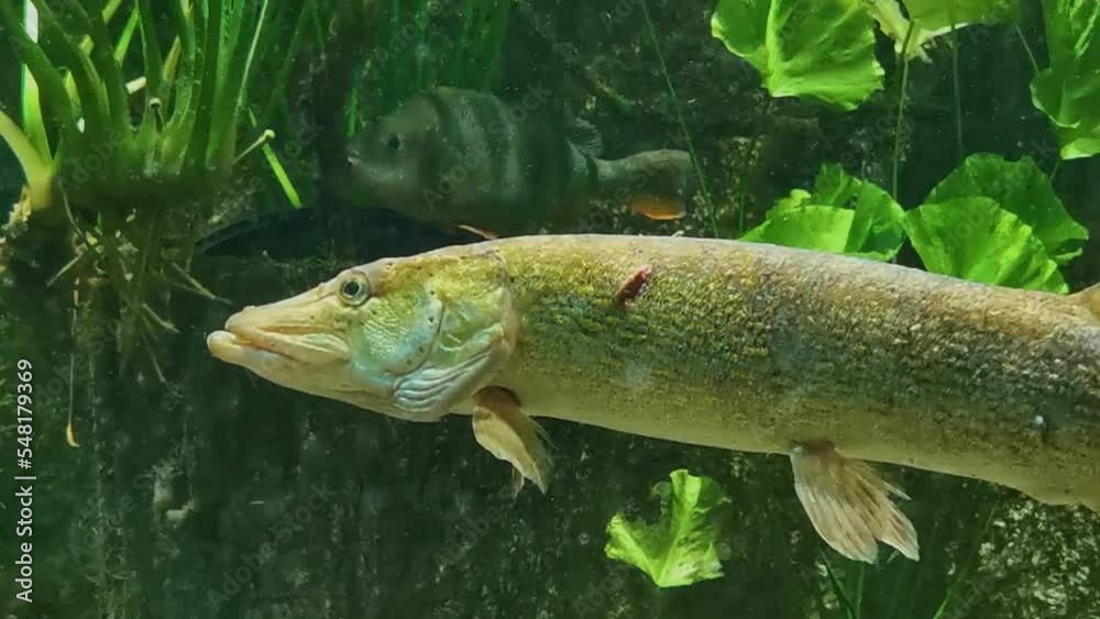huge pike standing in the water and waiting for its prey huge pike standing in the water and waiting for its prey