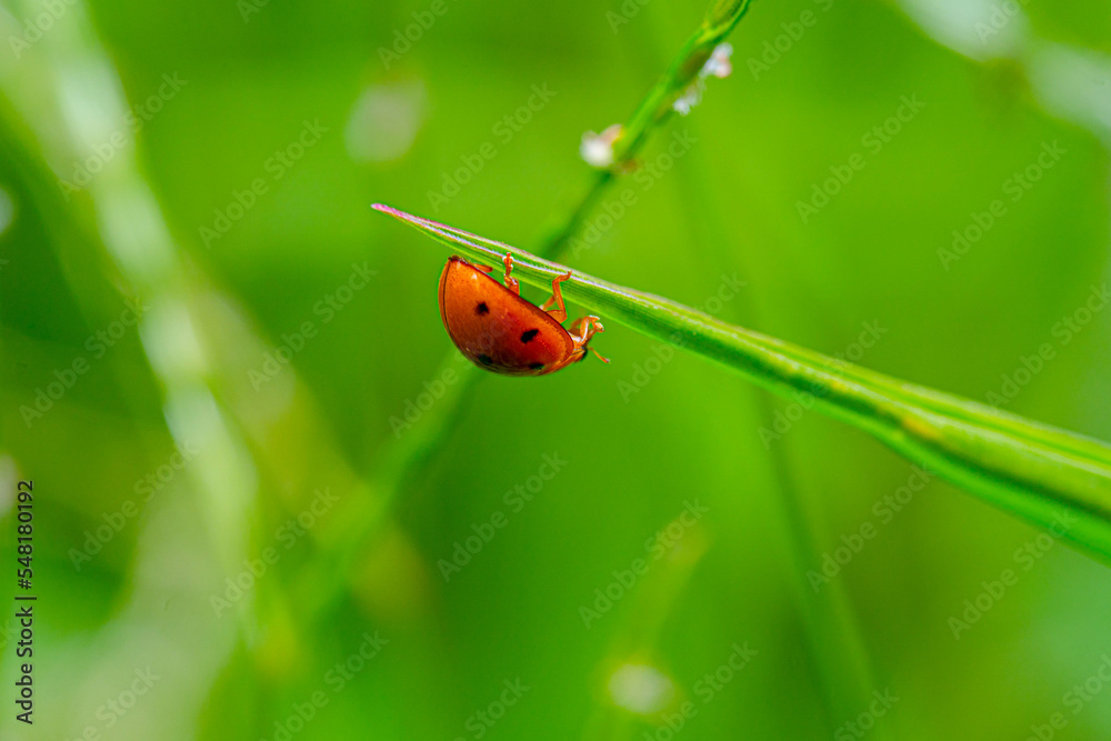 one fine day for a ladybug enjoying life on green grass in the morning.