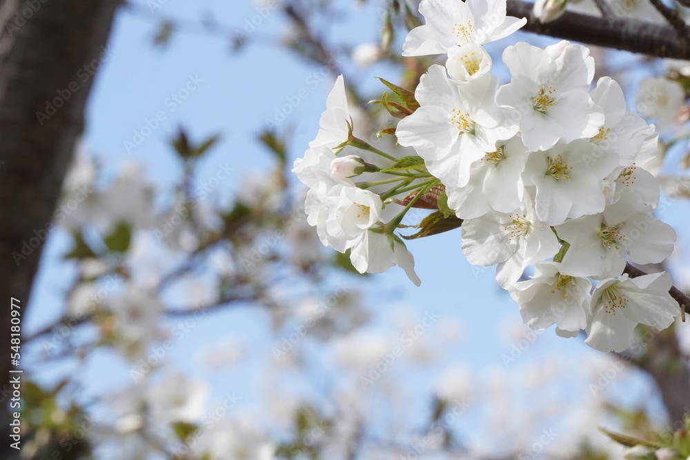 Fototapeta premium 桜