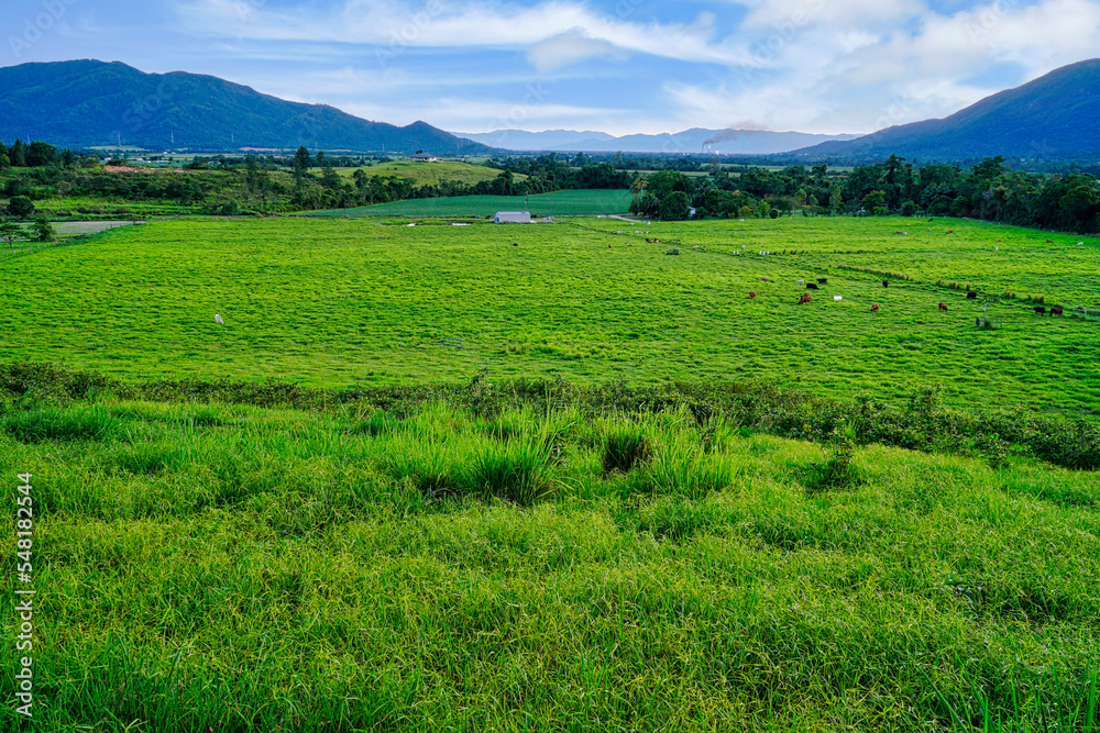 Fototapeta premium Rural scene of livestock and mill