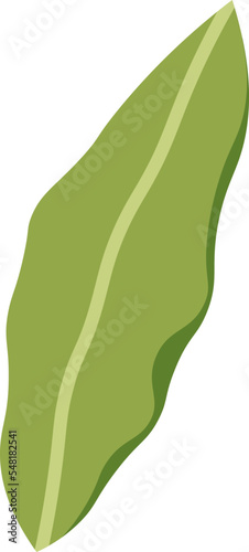 Bay leaf flat icon Spices for borscht
