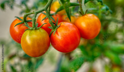 Bunch of tomatoes on the vine