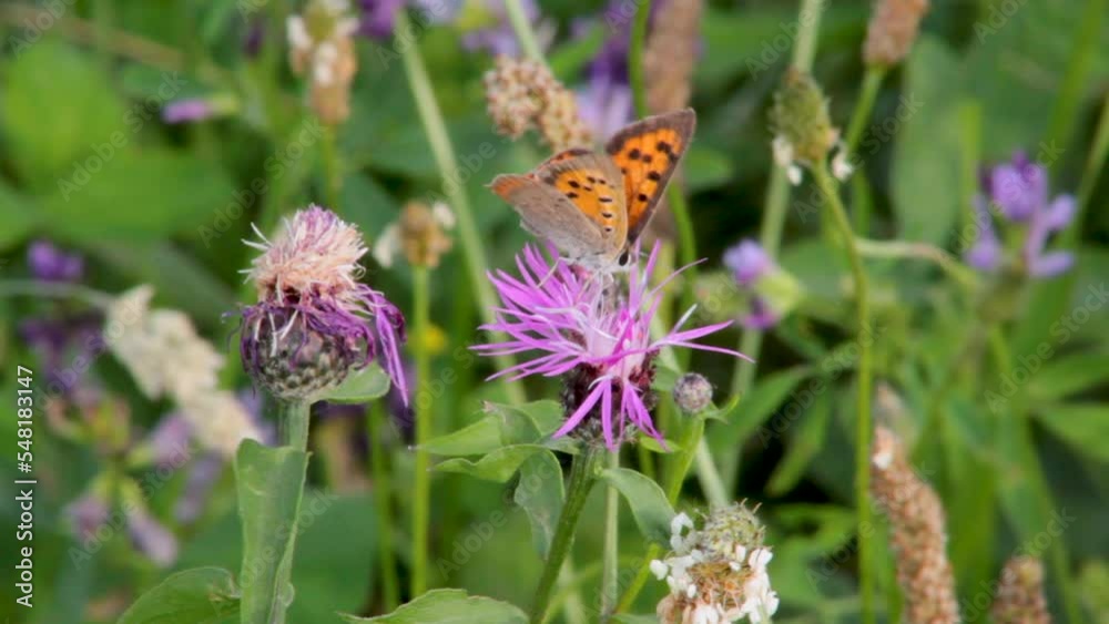 Butterfly and bees sharing same flowers in a spring windy field Butterfly and bees sharing same flowers in a spring windy field