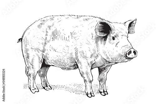 Farm pig sketch hand drawn side view Farming Vector illustration photo