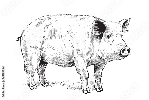 Farm pig sketch hand drawn side view Farming Vector illustration