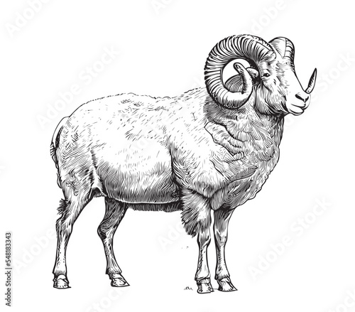 Farm ram sheep sketch hand drawn side view Farming Vector illustration.