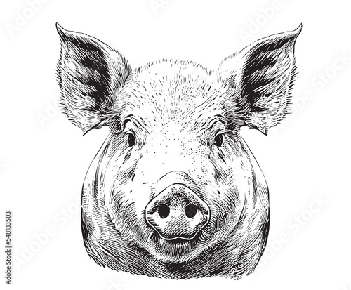 Piglet portrait hand drawn sketch Farming and livestock Vector illustration. photo