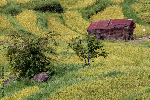 Rural scenery, rice field with superb view