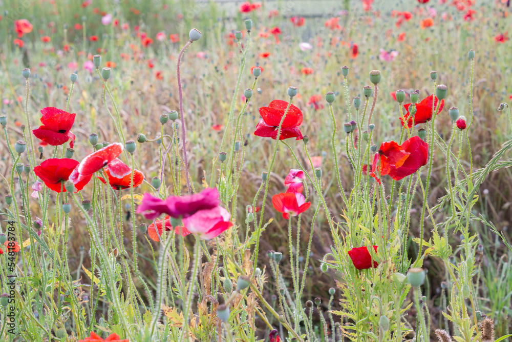 white background and poppies