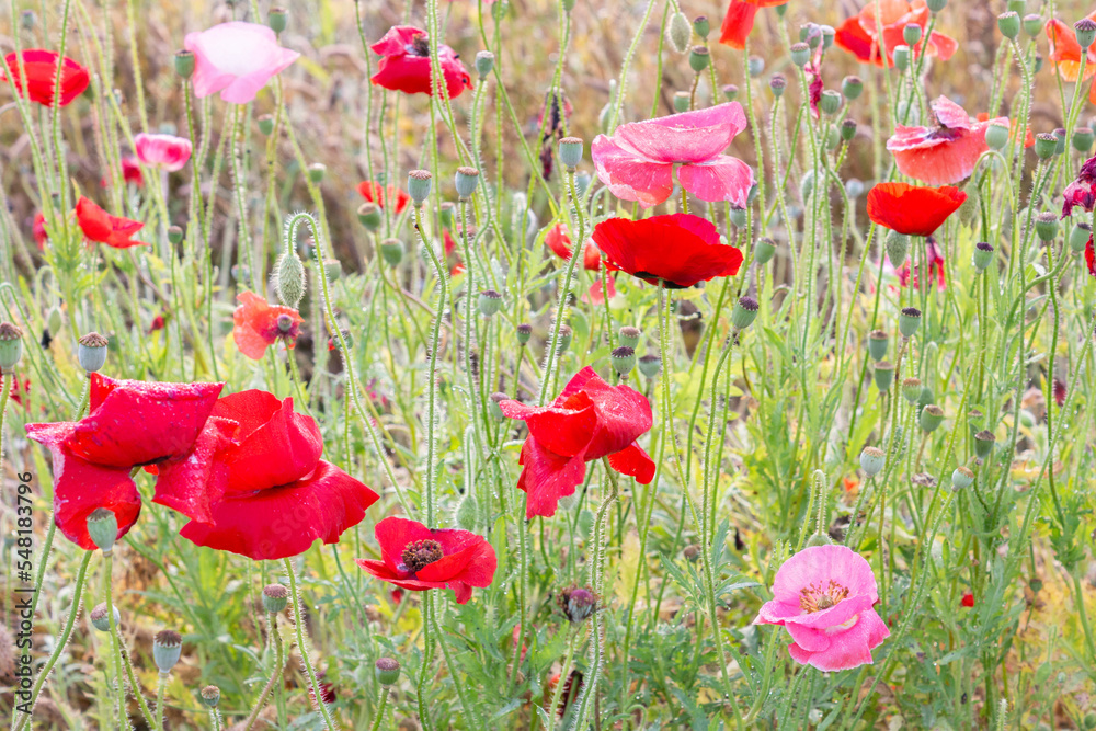 white background and poppies