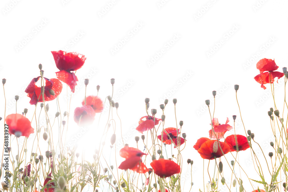 white background and poppies
